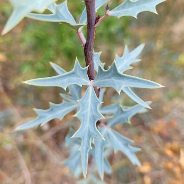 Berberis trifoliolata Ліст