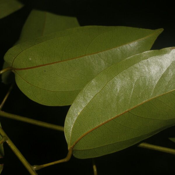 Anomospermum reticulatum Leaf