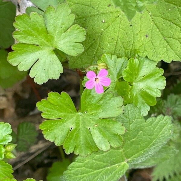 Geranium lucidum Blad