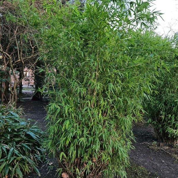 Phyllostachys aurea 整株植物