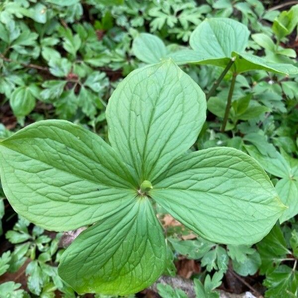 Paris quadrifolia Folio