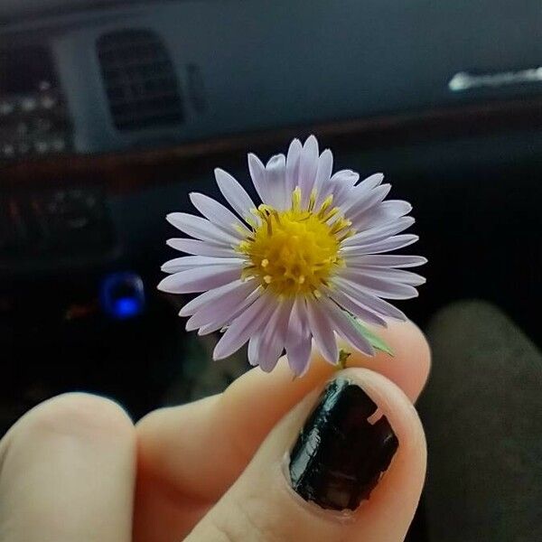 Symphyotrichum novi-belgii Flower