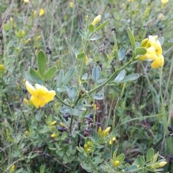 Jasminum odoratissimum Leaf