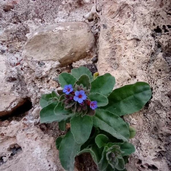 Alkanna tinctoria Flower