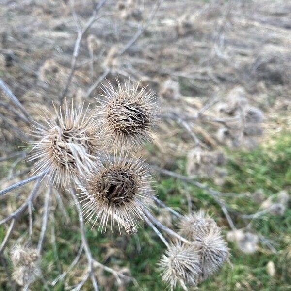 Arctium nemorosum Blomma