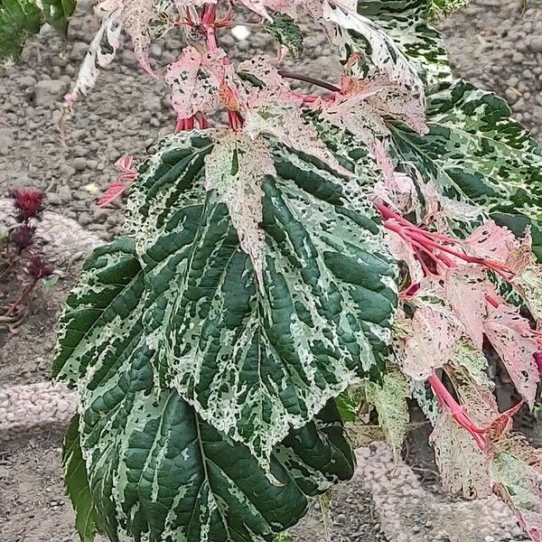 Acer davidii Folha