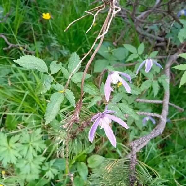 Clematis alpina Outro