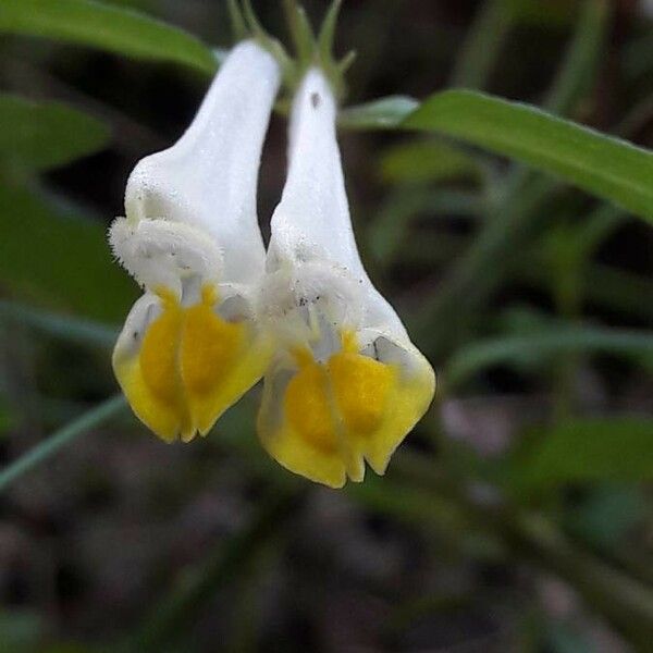 Melampyrum lineare Flower