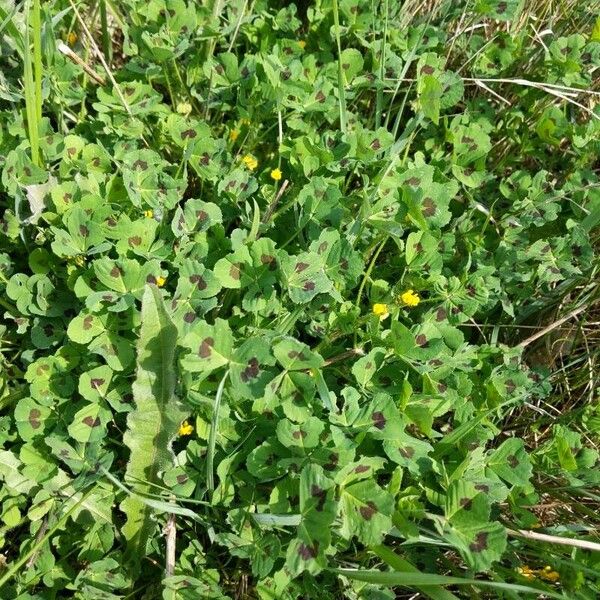 Medicago arabica Hábito