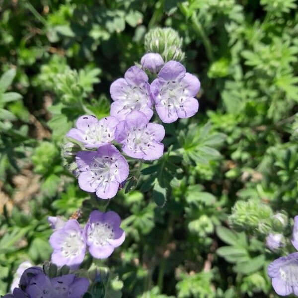 Phacelia hirsuta Õis