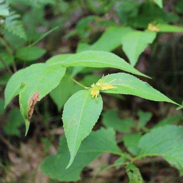 Diervilla lonicera Flower