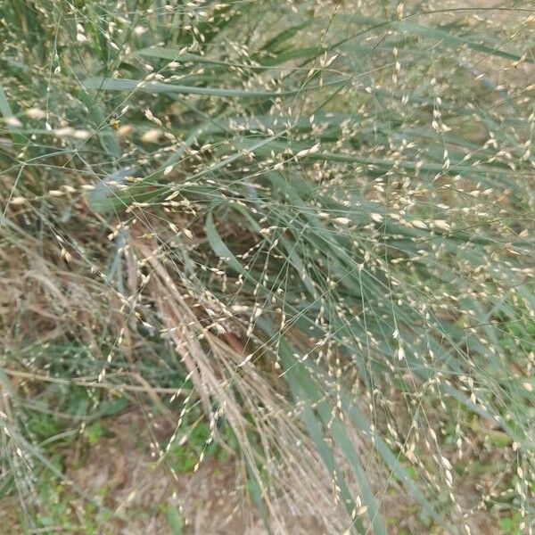 Panicum repens Flower