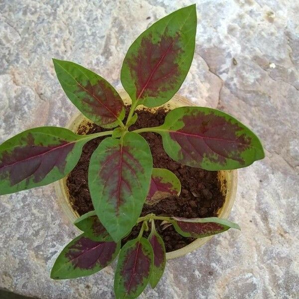 Amaranthus tricolor Hoja