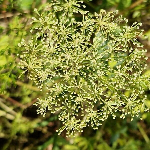 Selinum carvifolium Flower