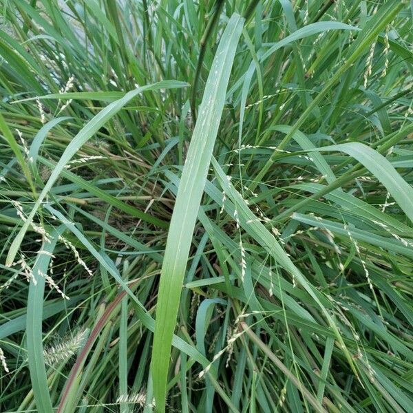 Panicum virgatum Blatt