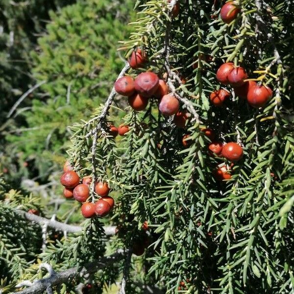 Juniperus cedrus Owoc