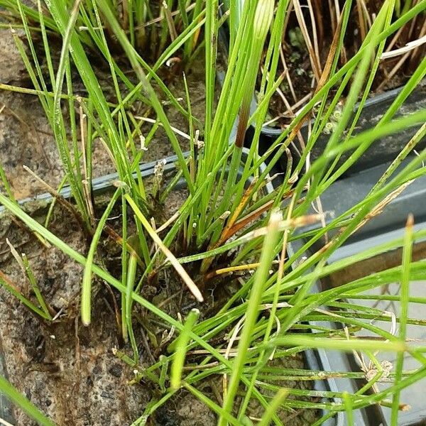 Eriophorum vaginatum पत्ता