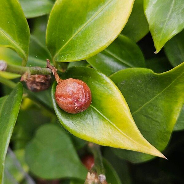 Sarcococca confusa Gyümölcs