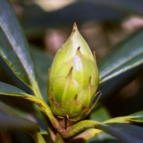 Rhododendron neriiflorum Other