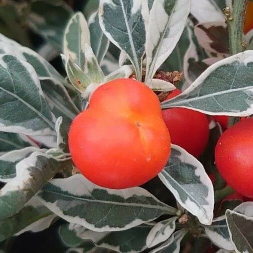 Solanum pseudocapsicum 果實