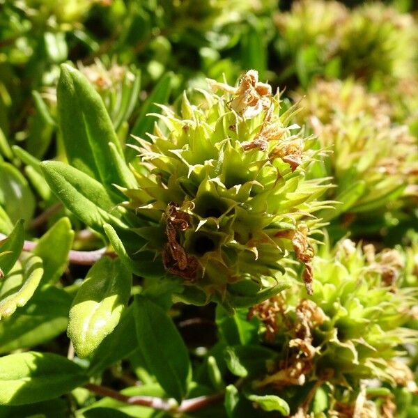 Teucrium montanum Flor