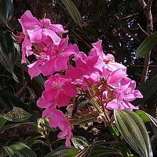 Tibouchina granulosa Kwiat