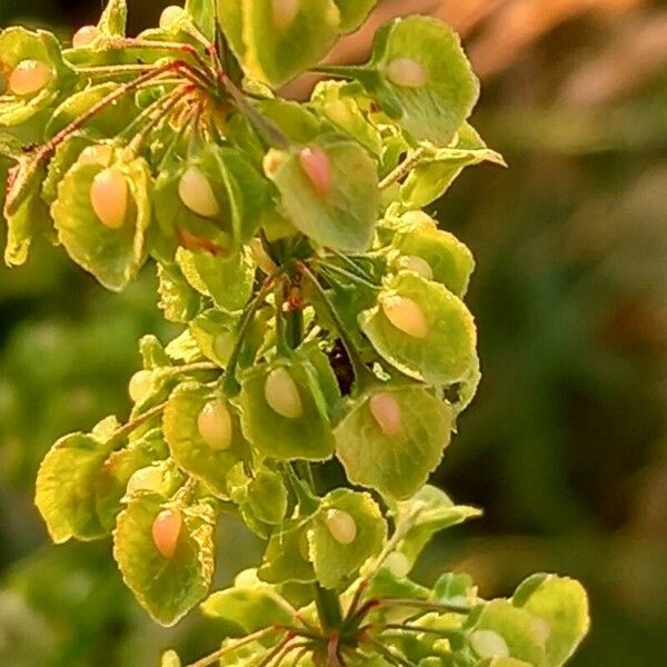 Rumex conglomeratus फल