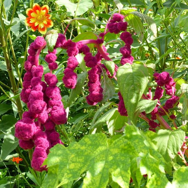 Amaranthus caudatus Flower