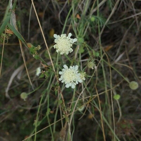 Scabiosa ochroleuca Flower