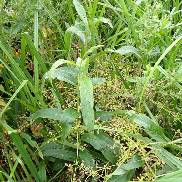 Persicaria amphibia Habit