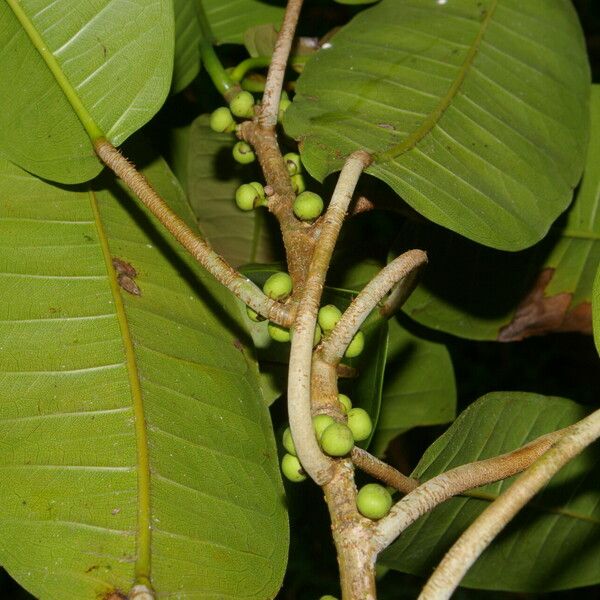 Ficus citrifolia Лист