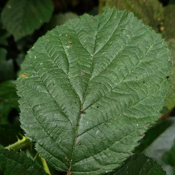 Rubus pruinosus Blatt