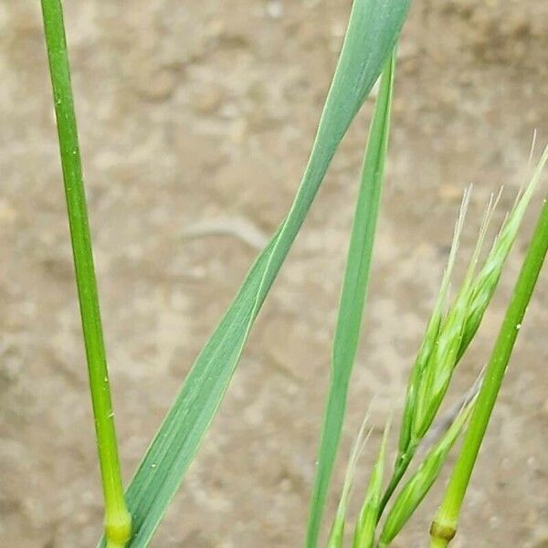 Bromus racemosus Leaf