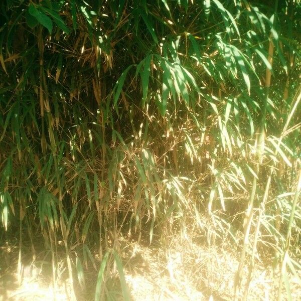 Phyllostachys aurea 葉