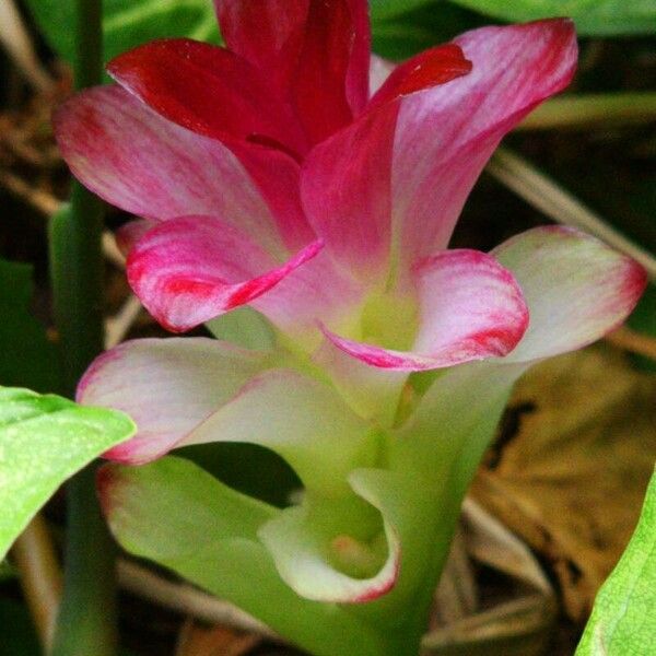 Curcuma longa Kwiat