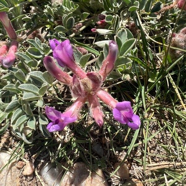 Astragalus missouriensis Květ