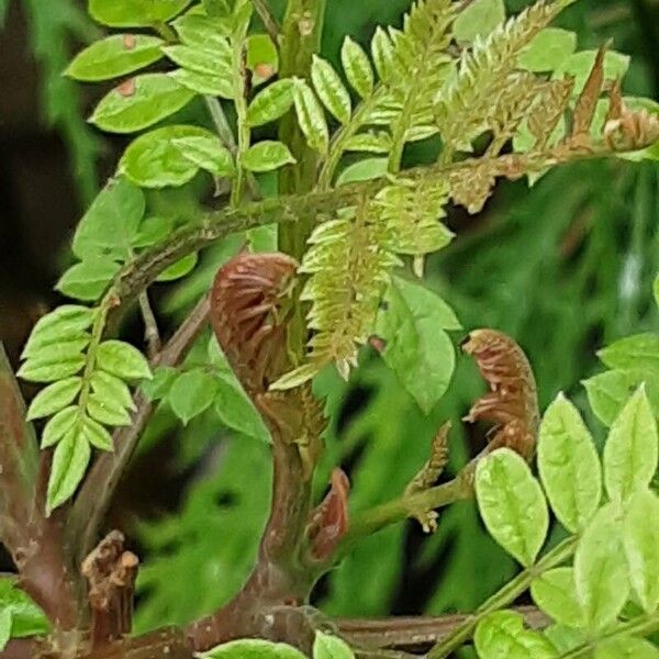 Jacaranda mimosifolia पत्ता