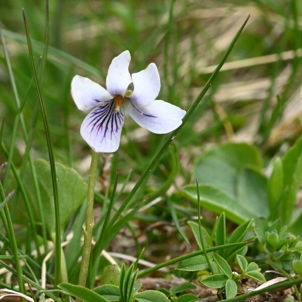 Viola palustris ফুল