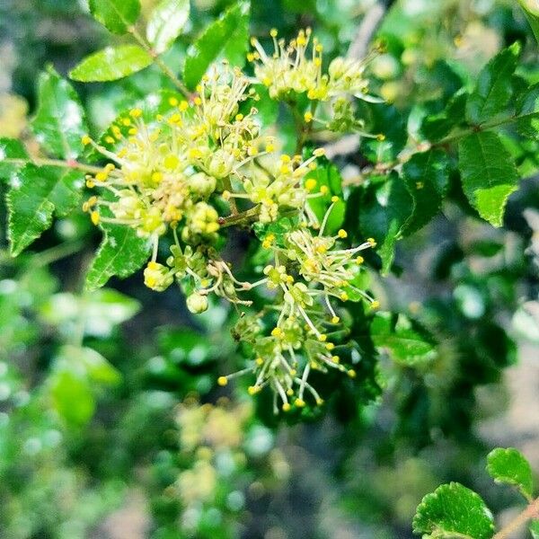 Zanthoxylum clava-herculis Floare