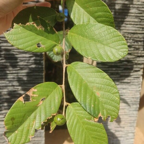 Bridelia stipularis Leaf