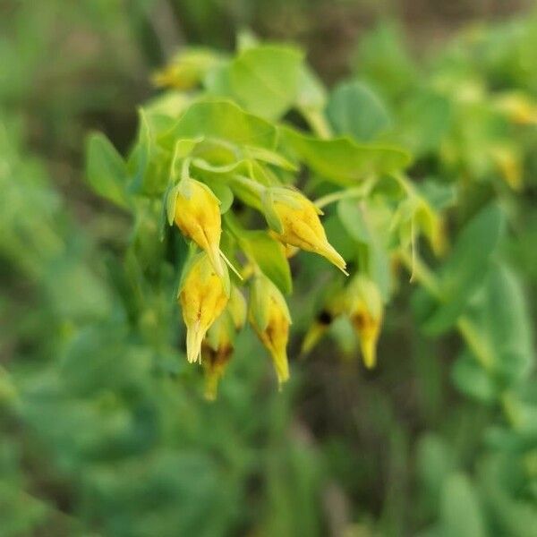 Cerinthe minor Flower