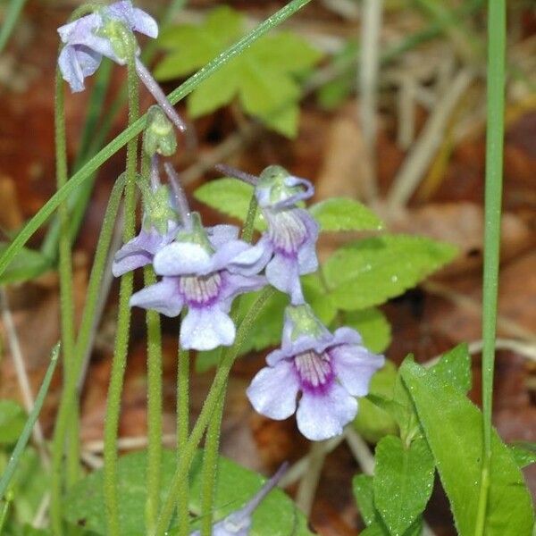 Pinguicula grandiflora Floro