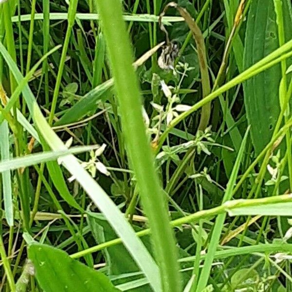 Alopecurus pratensis Leaf