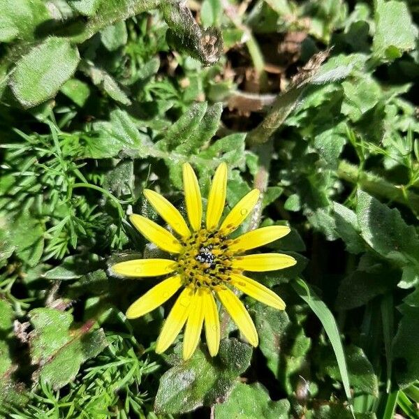 Arctotheca calendula Flower