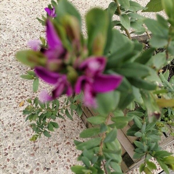 Polygala myrtifolia 花