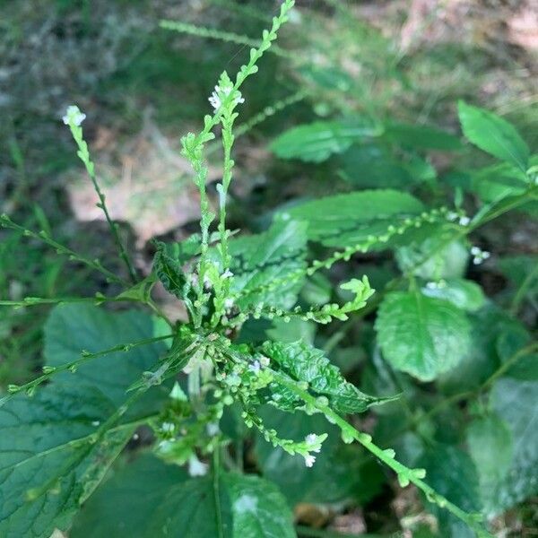 Verbena urticifolia Цвят