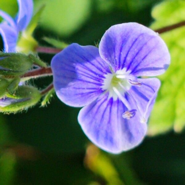 Veronica chamaedrys Blomst