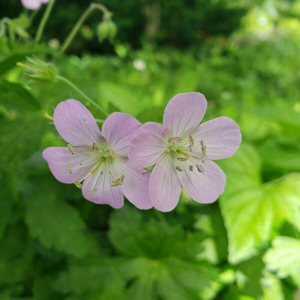 Geranium maculatum Flors