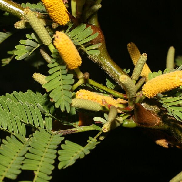 Vachellia collinsii Çiçek