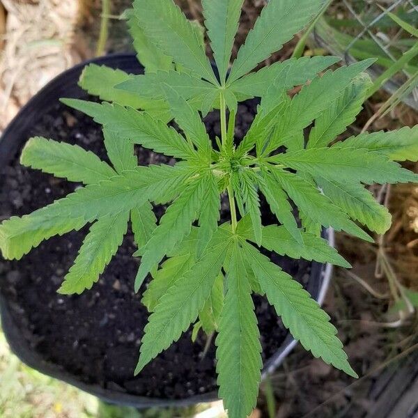 Cannabis sativa Folla